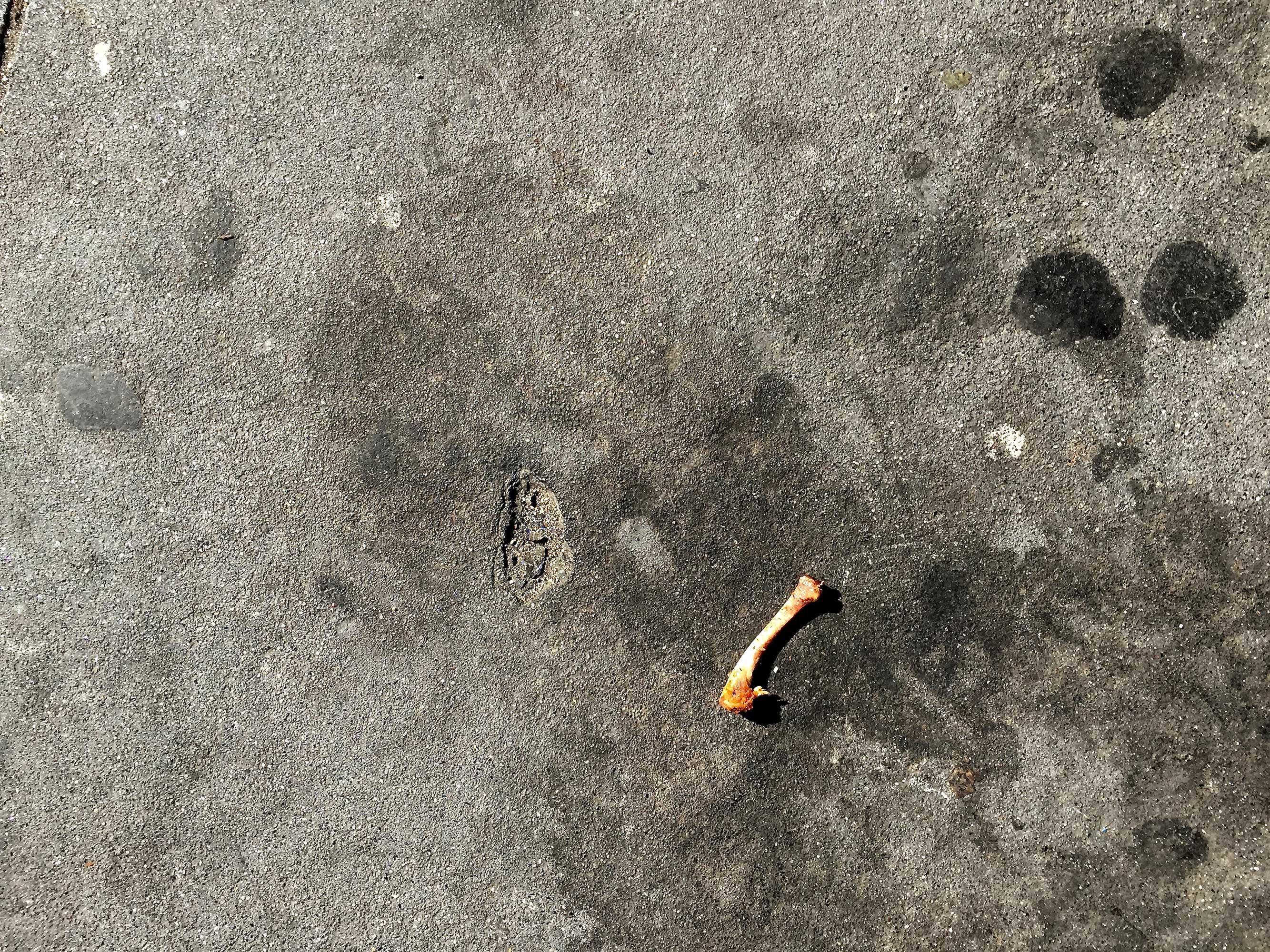 Read more about the article Chickenbone